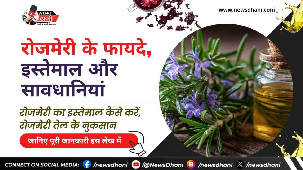 रोजमेरी के पत्ते और तेल – रोजमेरी के फायदे